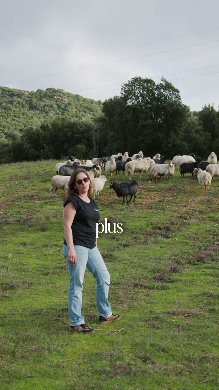 Les brebis passent dans l’oliveraie